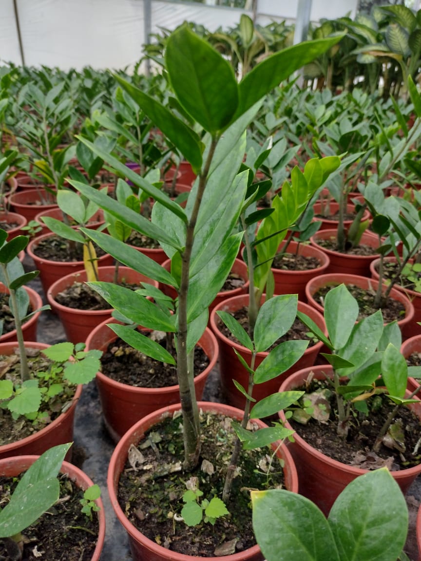 Plantas de Zamioculcas zamiifolia en macetas marrones, en un invernadero. Se aprecian hojas verdes y tallos marrones.