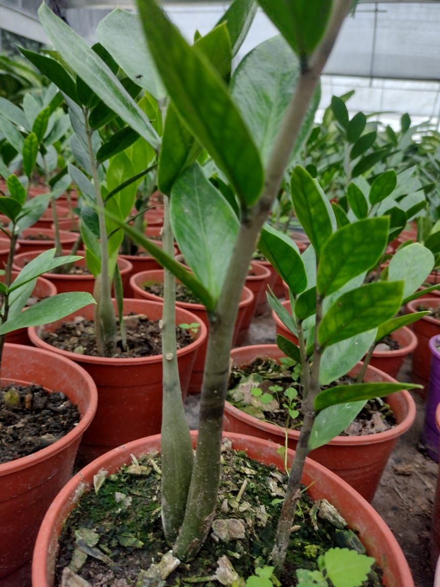 Plantas ZZ en macetas marrones, hojas verdes, entorno de invernadero.