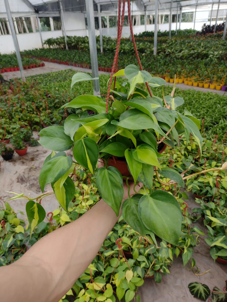 Una planta de filodendro colgante con hojas verdes y amarillas en forma de corazón.