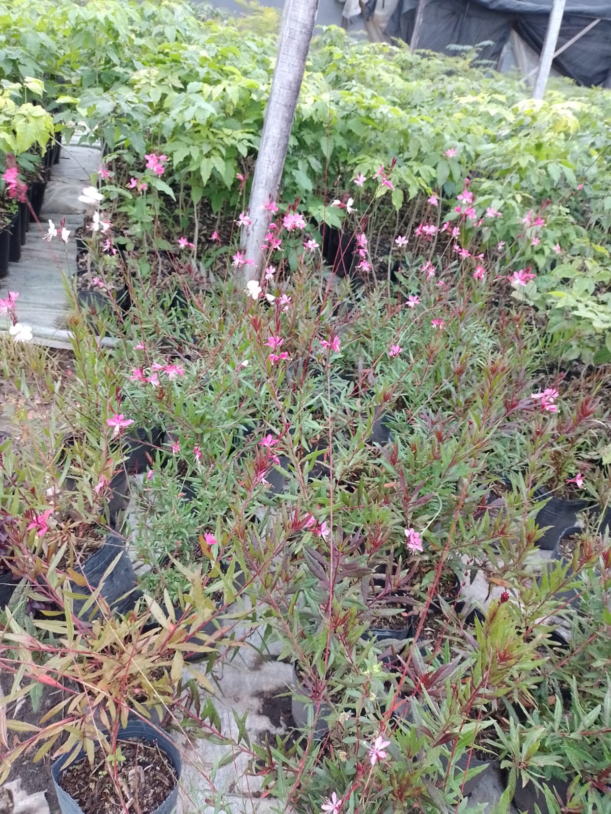 Plantas con flores rosas en macetas negras, entorno de vivero al aire libre.