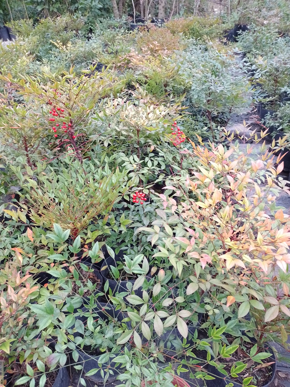 Hileras de plantas en macetas con follaje verde y rojo, posiblemente en un vivero.