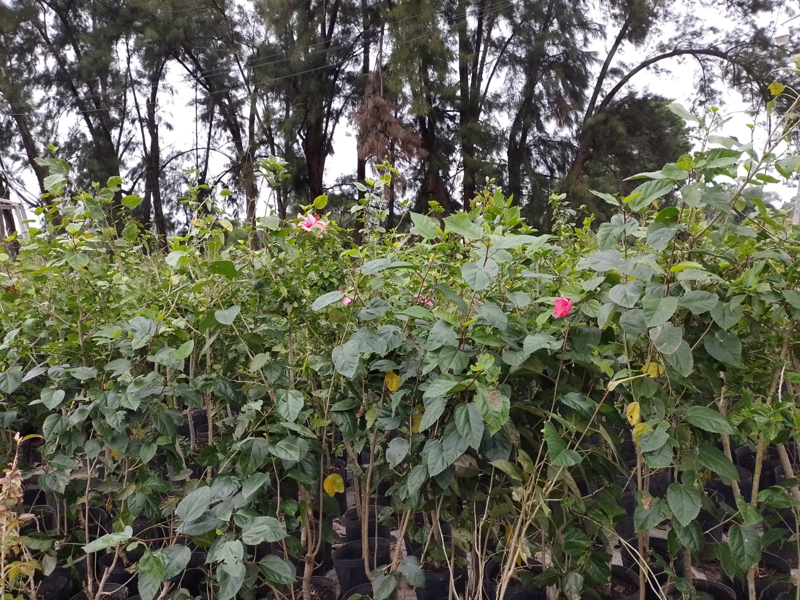 Filas de plantas de hojas verdes con algunas flores rosas, sobre un fondo de árboles.