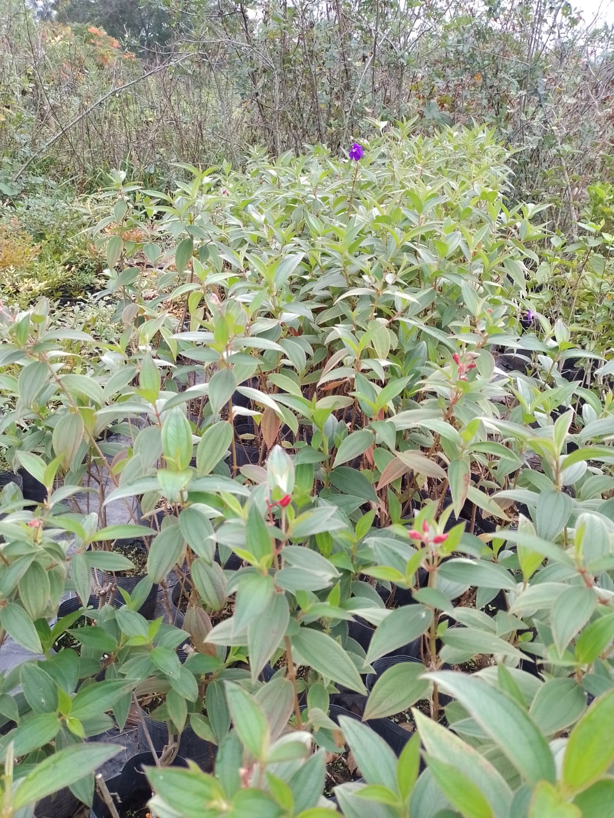 Plantas verdes con hojas ovaladas y algunos brotes rojos, posiblemente en un vivero.