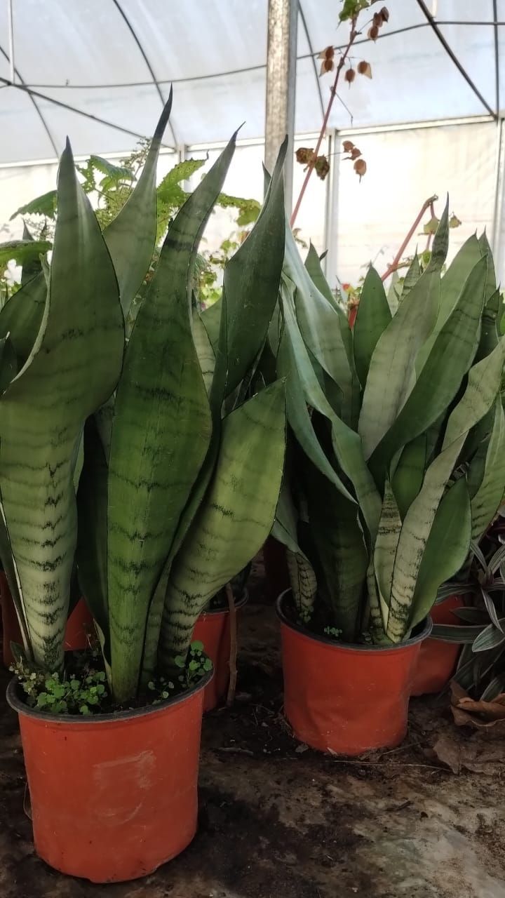 Plantas serpiente en macetas de terracota dentro de un invernadero. Hojas altas y verdes con manchas verde claro.