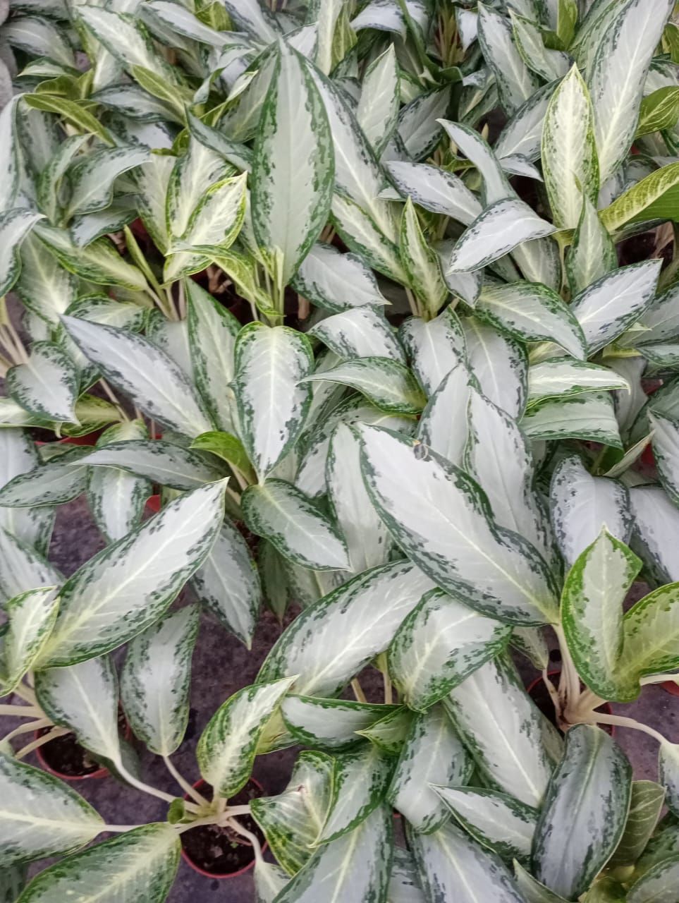 Primer plano de la planta Aglaonema con hojas de color blanco plateado y bordes verdes.