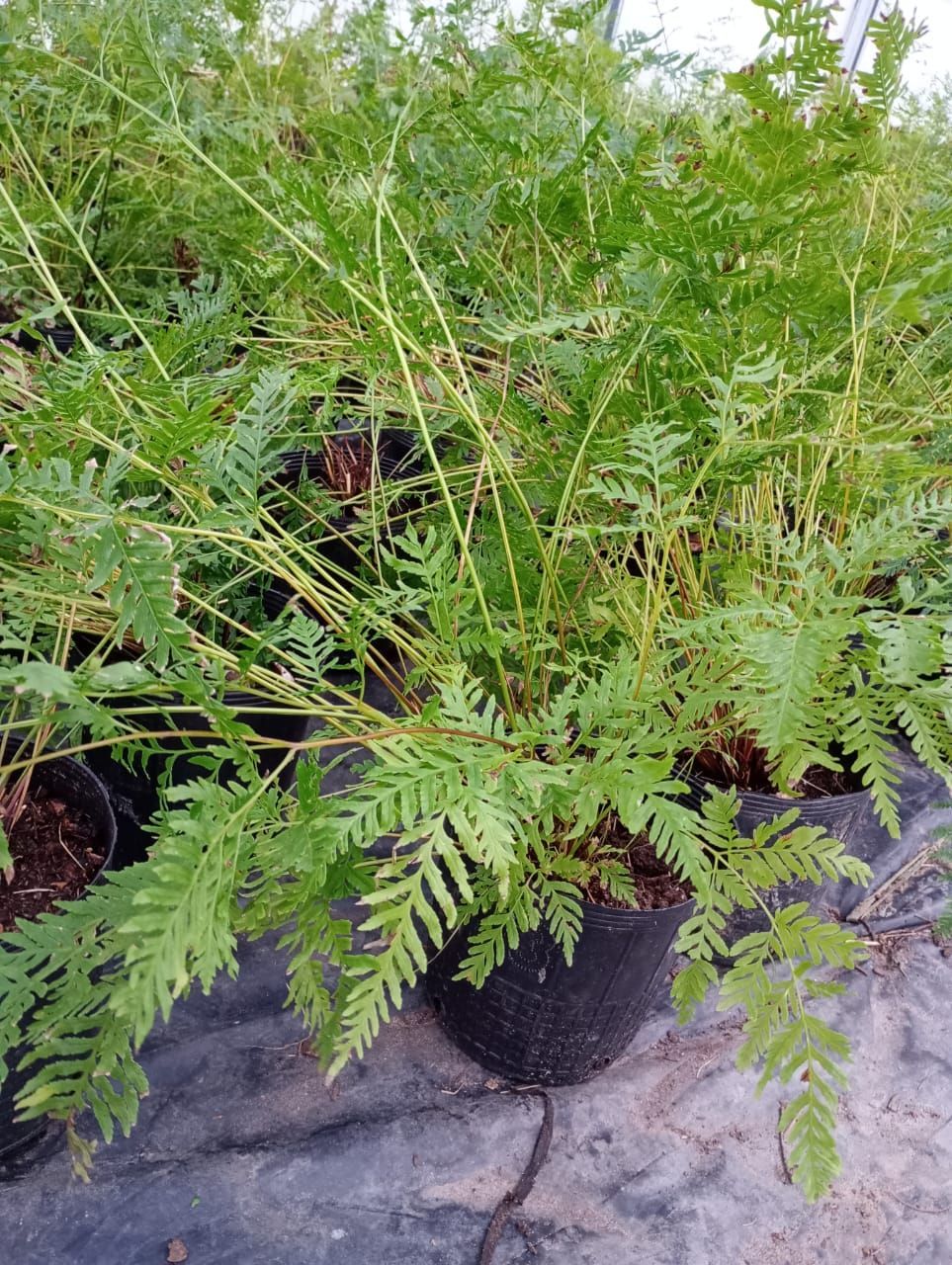 Planta verde parecida a un helecho en una maceta negra, parte de un grupo de plantas en un entorno de jardín.