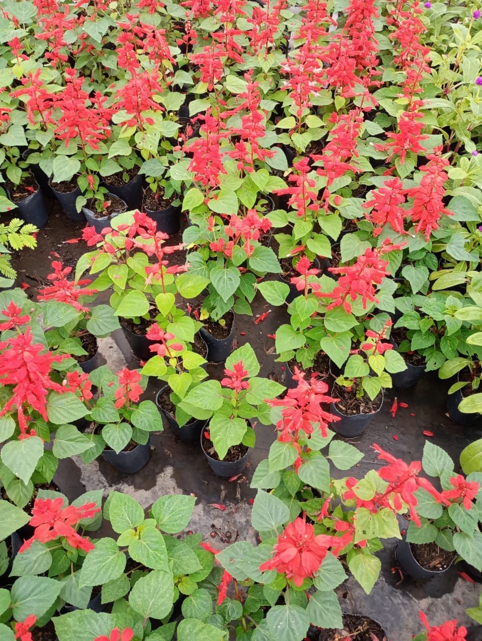 Flores de salvia roja floreciendo en macetas negras en un vivero.