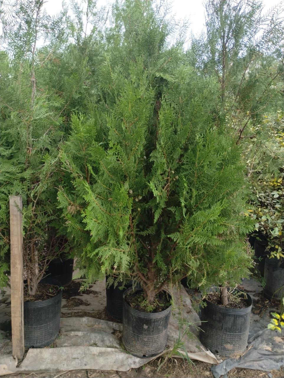 Coníferas verdes en macetas negras, en vivero o jardín.