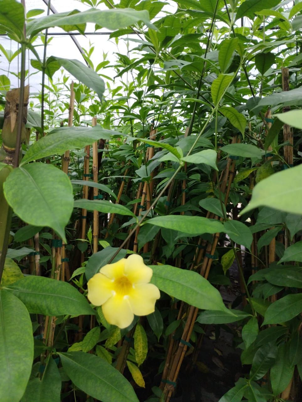 Flor de Allamanda amarilla rodeada de hojas verdes y soportes de bambú en un invernadero.