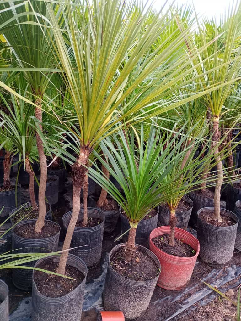 Varias palmeras en macetas con troncos delgados y follaje verde/amarillo.