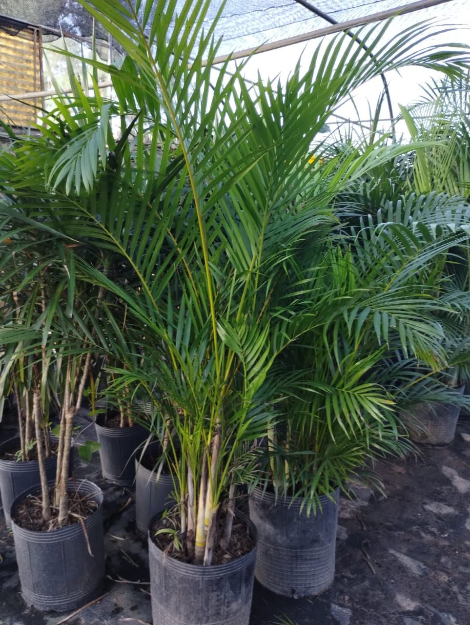 Palmeras areca en macetas con largas hojas verdes y tallos de color marrón claro, en un entorno de invernadero.