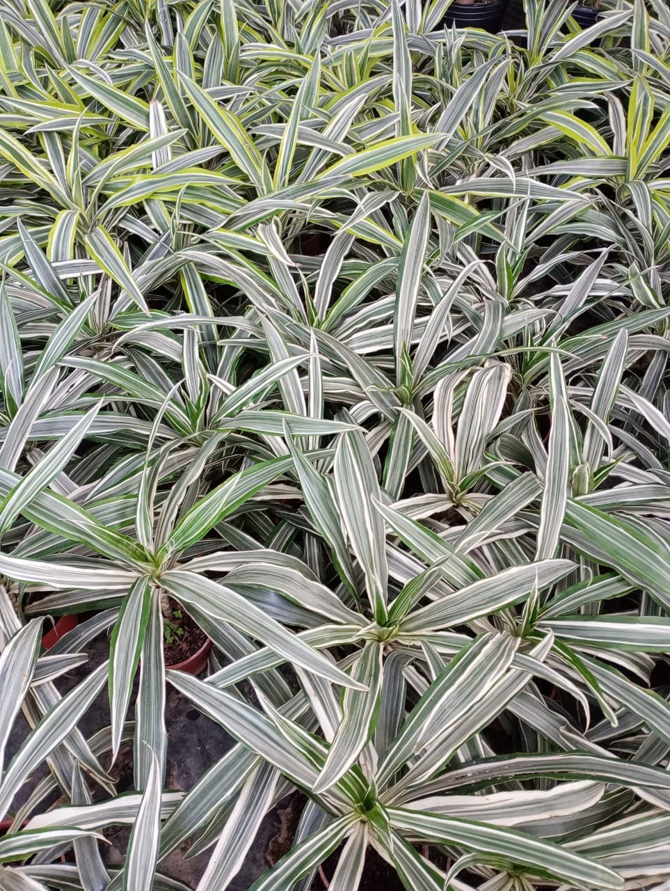 Follaje verde y blanco abigarrado de una planta, vista de cerca.