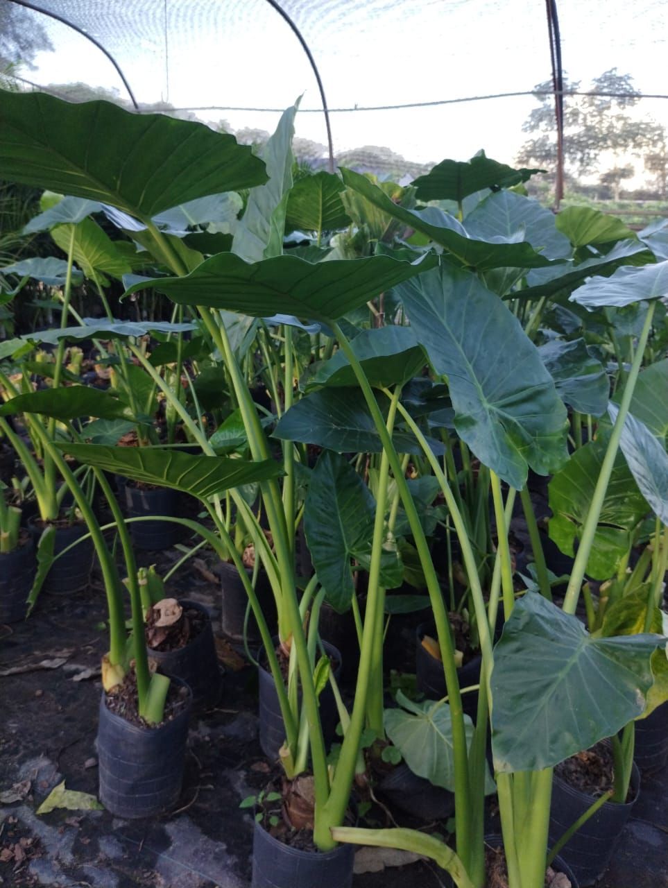 Grandes plantas de orejas de elefante verdes en macetas negras debajo de un recinto sombreado.