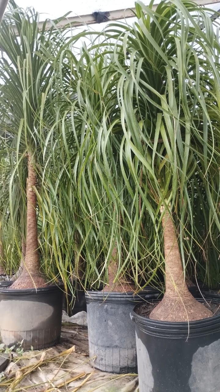 Tres palmeras cola de caballo en macetas negras, troncos altos con hojas largas, verdes y fluidas.
