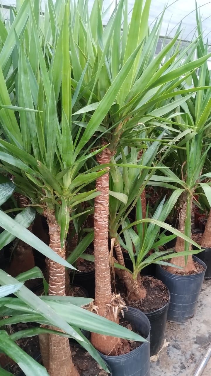 Plantas de yuca en macetas negras con hojas altas y verdes y troncos marrones, en invernadero.