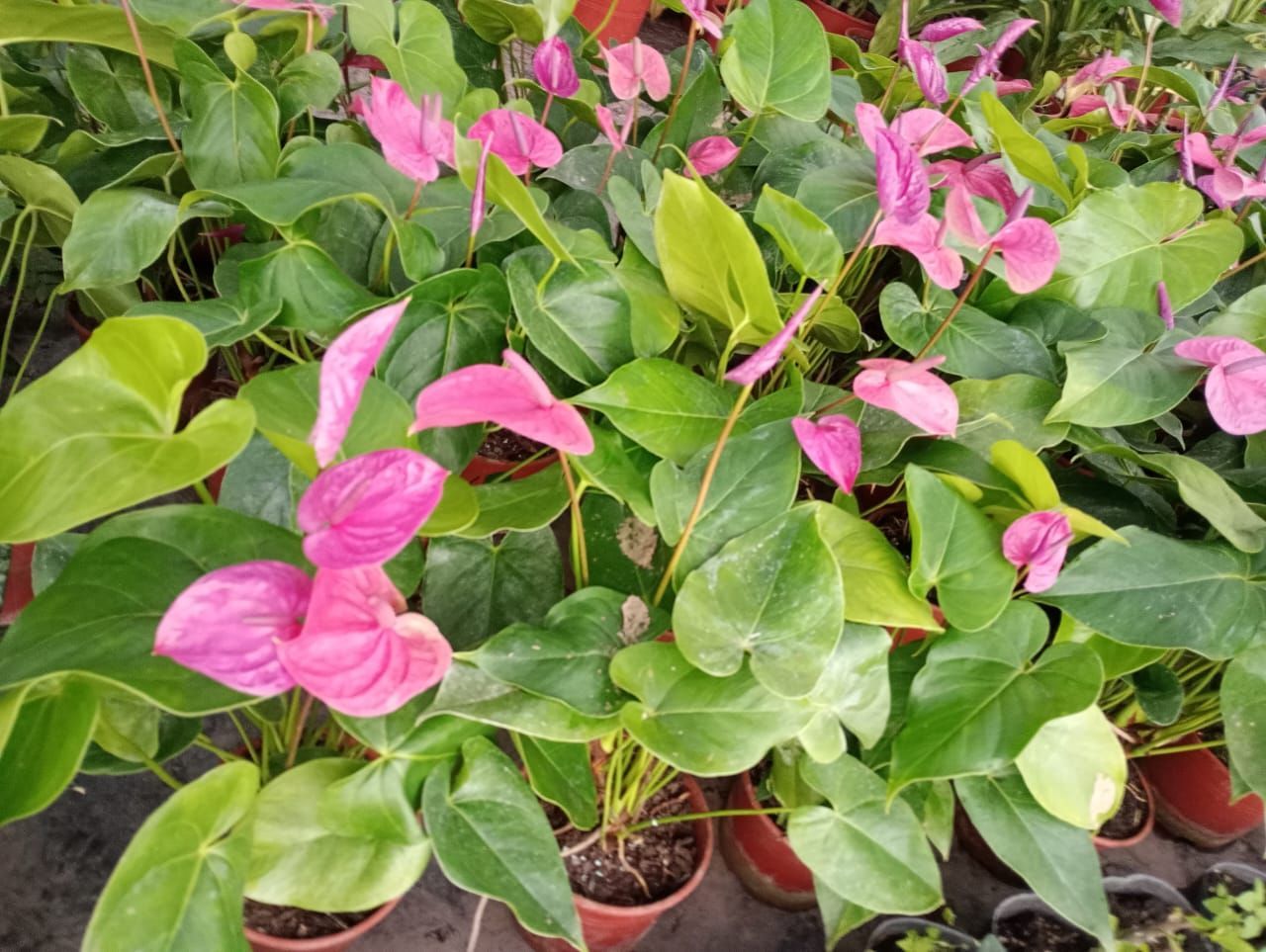 Plantas de Anthurium rosa con hojas verdes en macetas marrones.