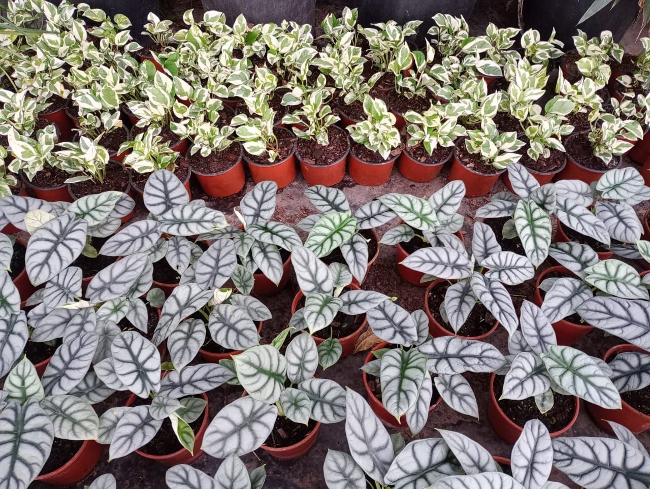 Hileras de plantas en macetas; hojas abigarradas de color verde claro y blanco y hojas plateadas con dibujos.