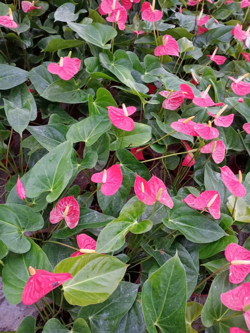Flores de anturio de color rosa con sus espátulas en forma de corazón en medio de exuberantes hojas verdes.