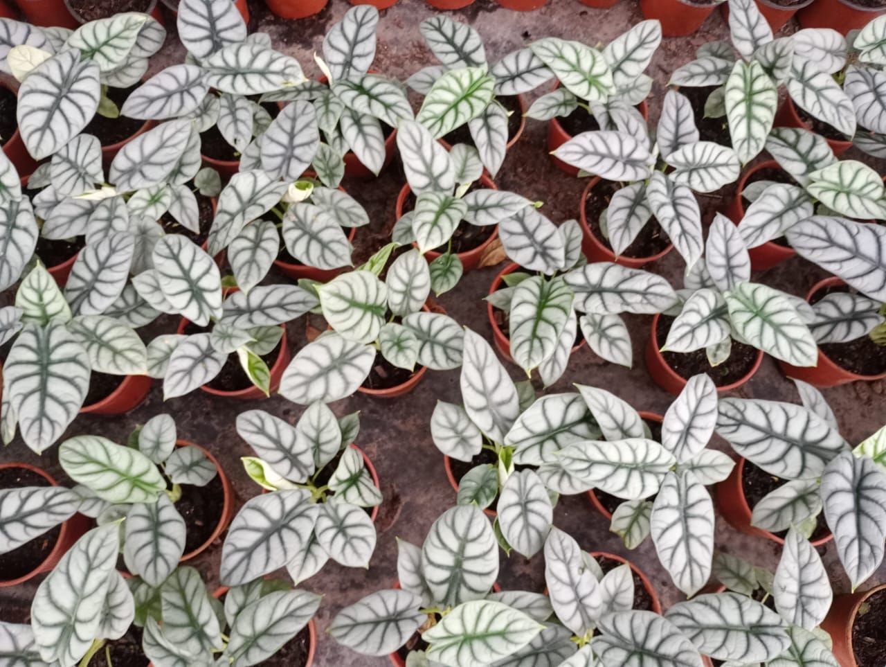 Filas de plantas en macetas con hojas con dibujos plateados y verdes.