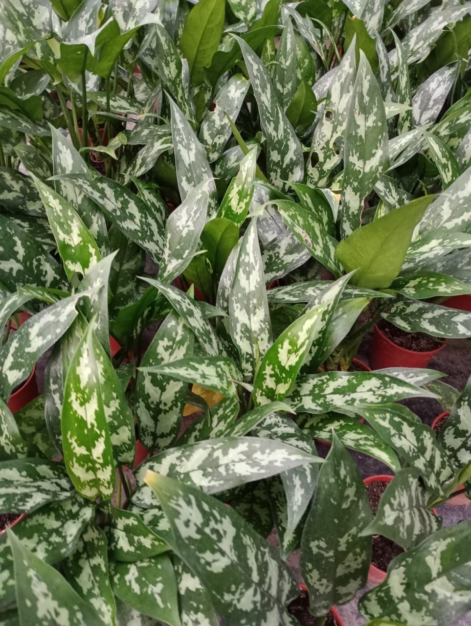 Primer plano de muchas plantas de Aglaonema 'Silver Bay' con hojas de color verde plateado en macetas.