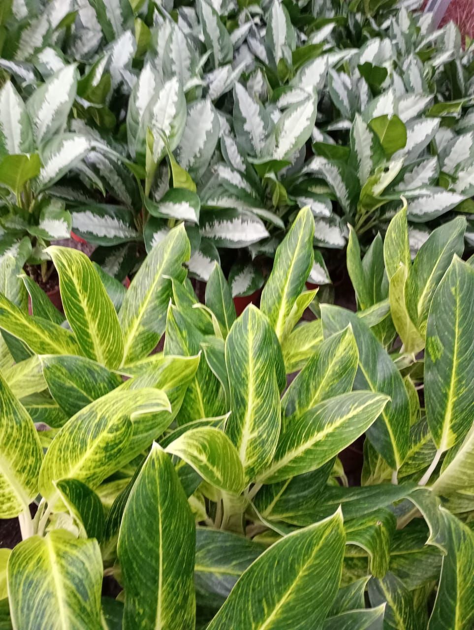 Dos tipos de plantas de Aglaonema con follaje verde y plateado.