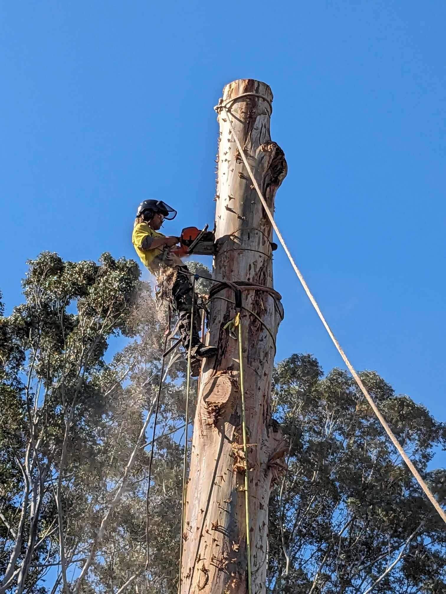 Coal Coast Tree Services | Arborist Wollongong