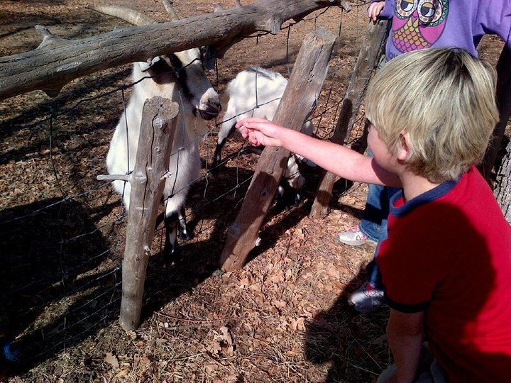 Young boy feeding a goat