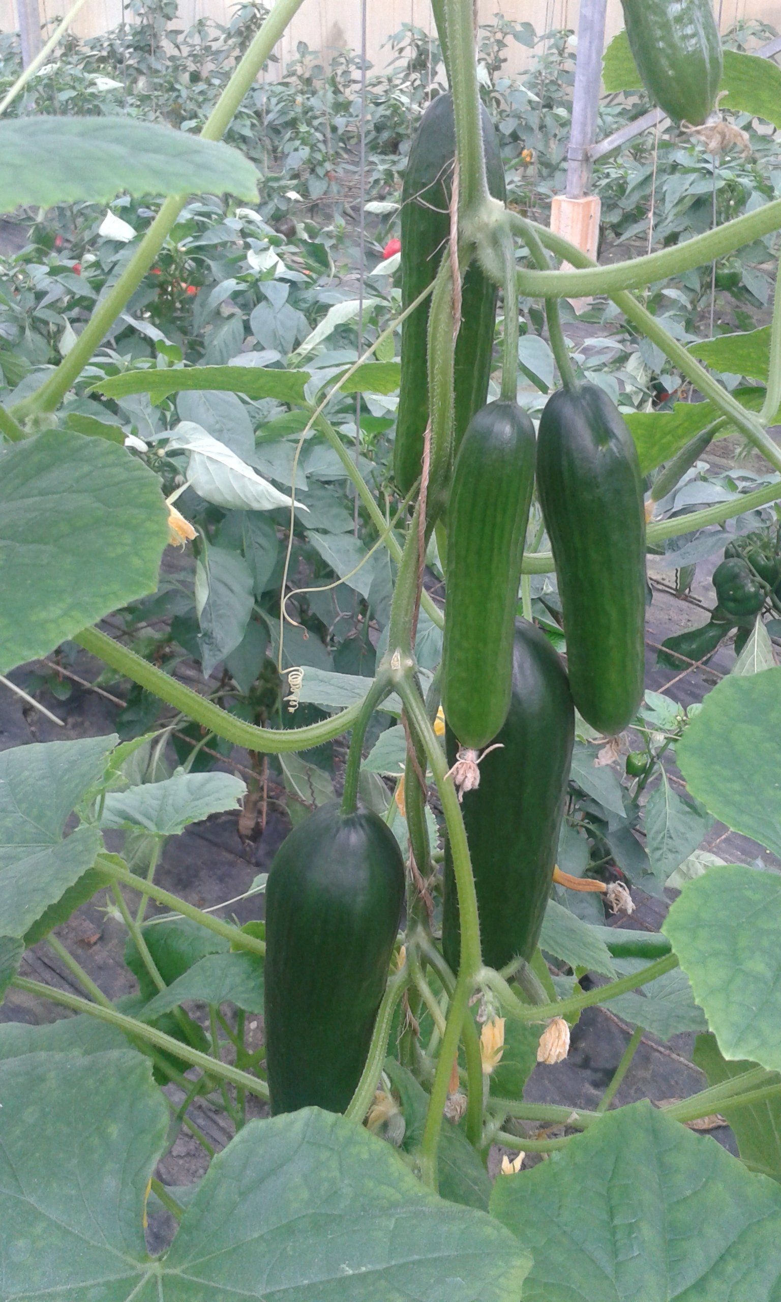 Ein Bündel grüner Gurken, die an einer Rebe wachsen.