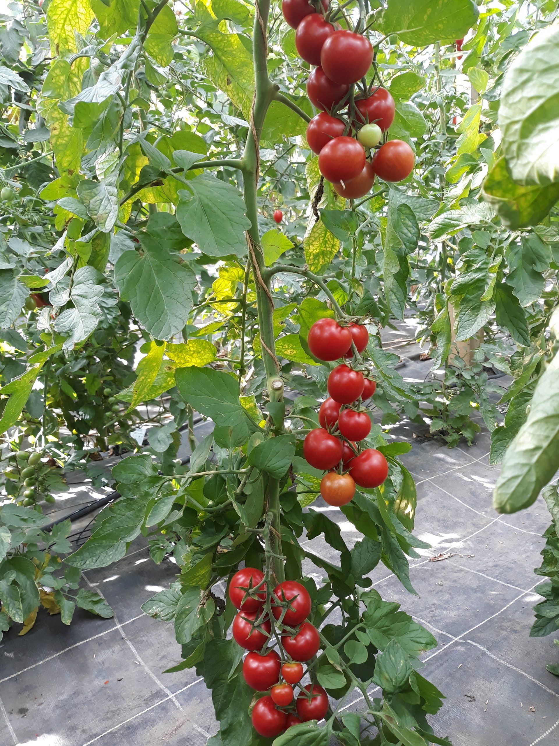 Ein Bündel roter Tomaten, die an einer Rebe wachsen