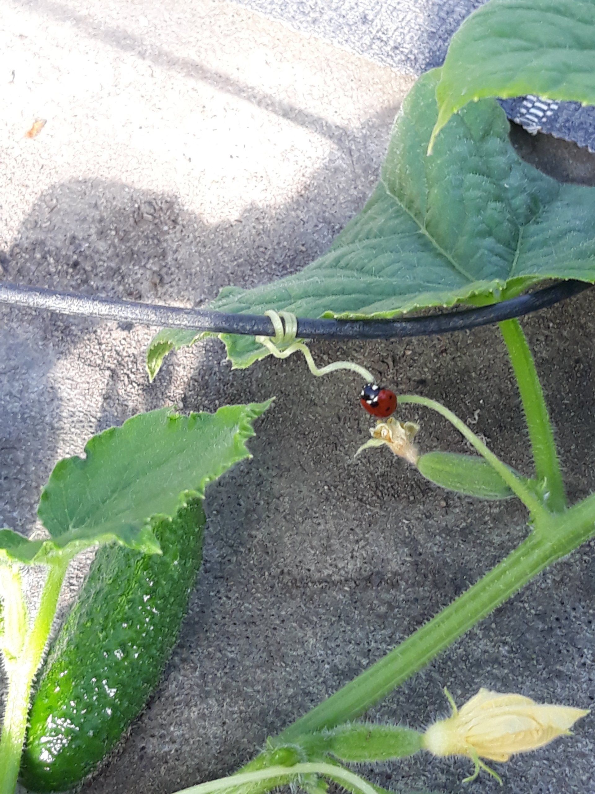 Ein Marienkäfer sitzt auf einer Pflanze neben einer Gurke.