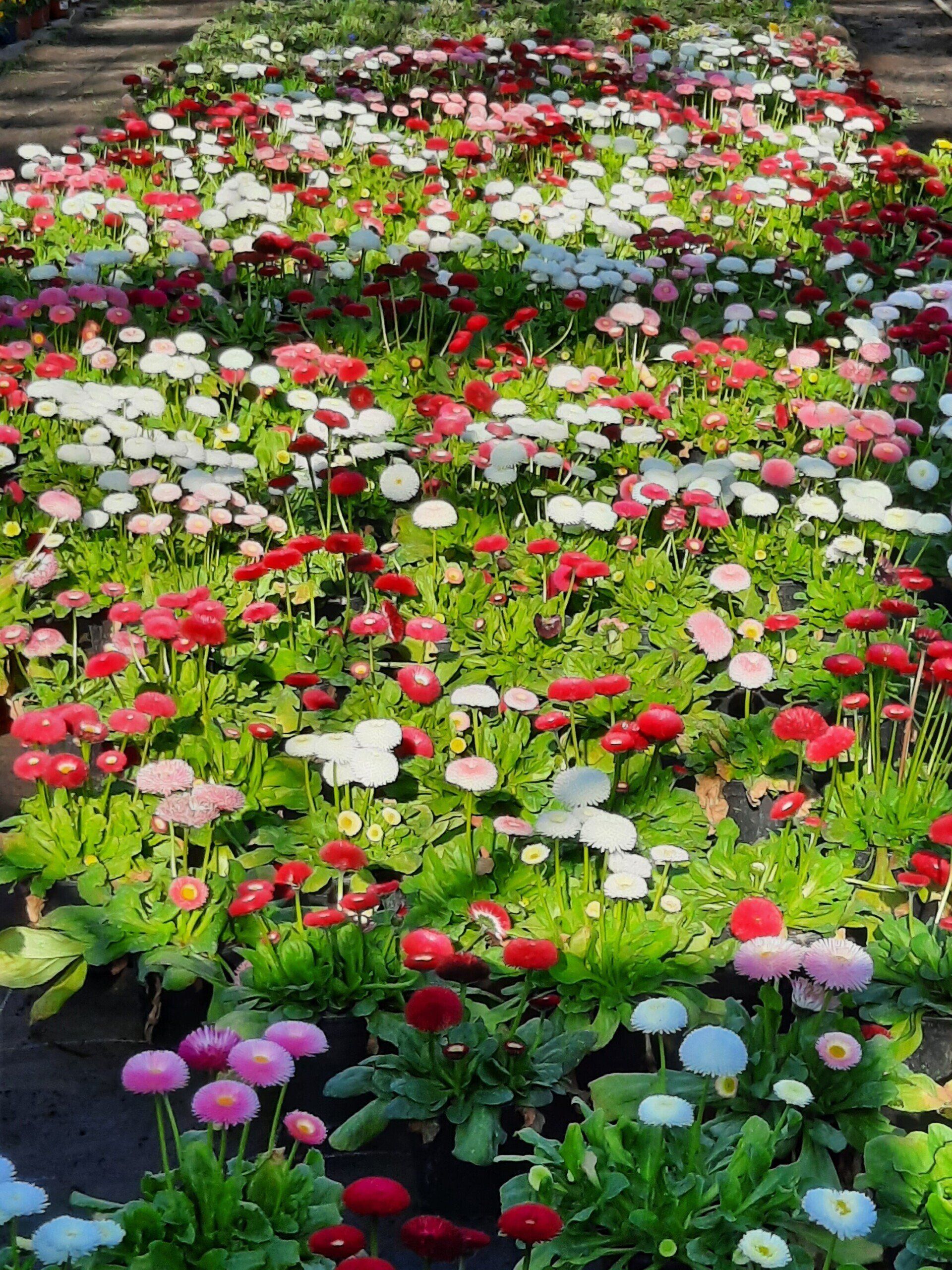 In diesem Garten gibt es viele verschiedene Blumenarten.