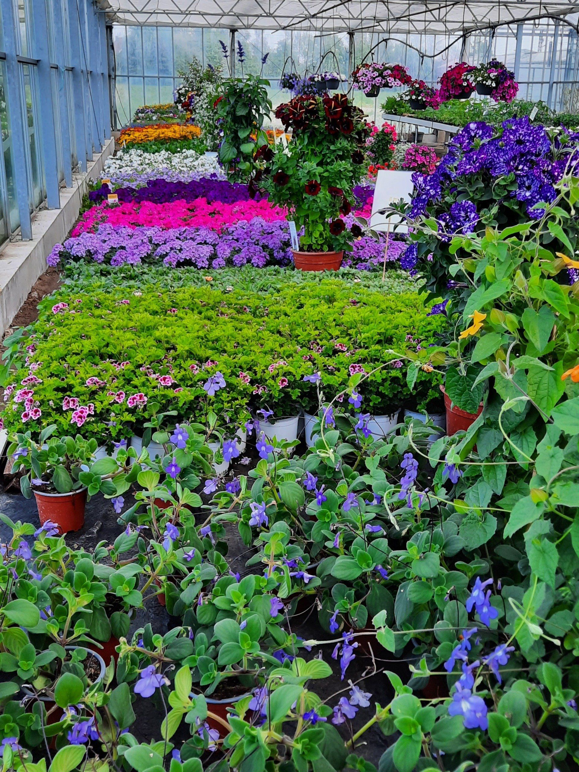 Ein Gewächshaus voller Blumen und Pflanzen