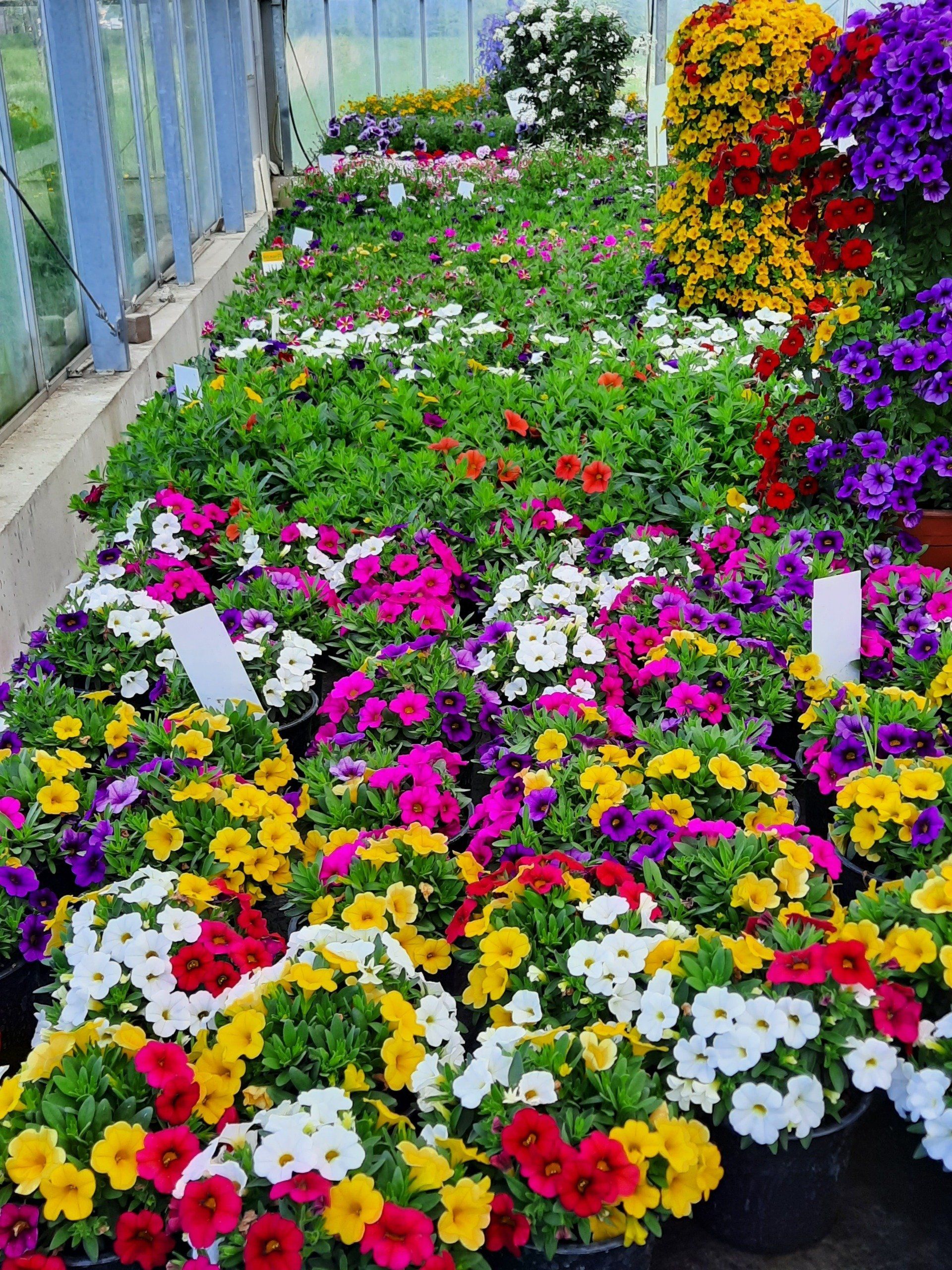 Ein Gewächshaus voller bunter Blumen