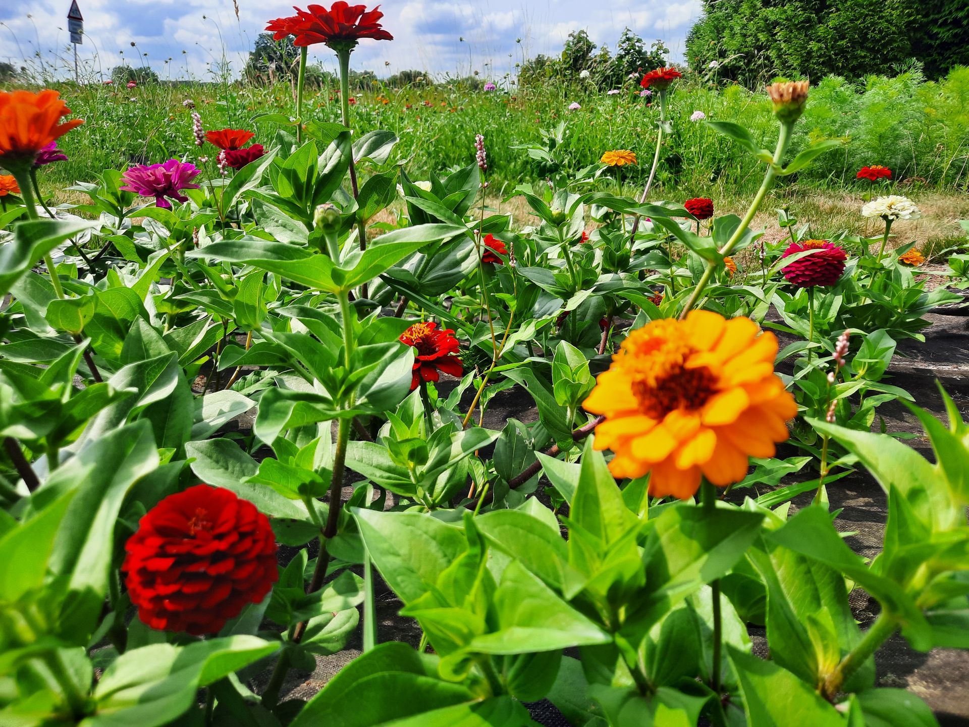 Auf einem Feld wächst ein Strauß Blumen.