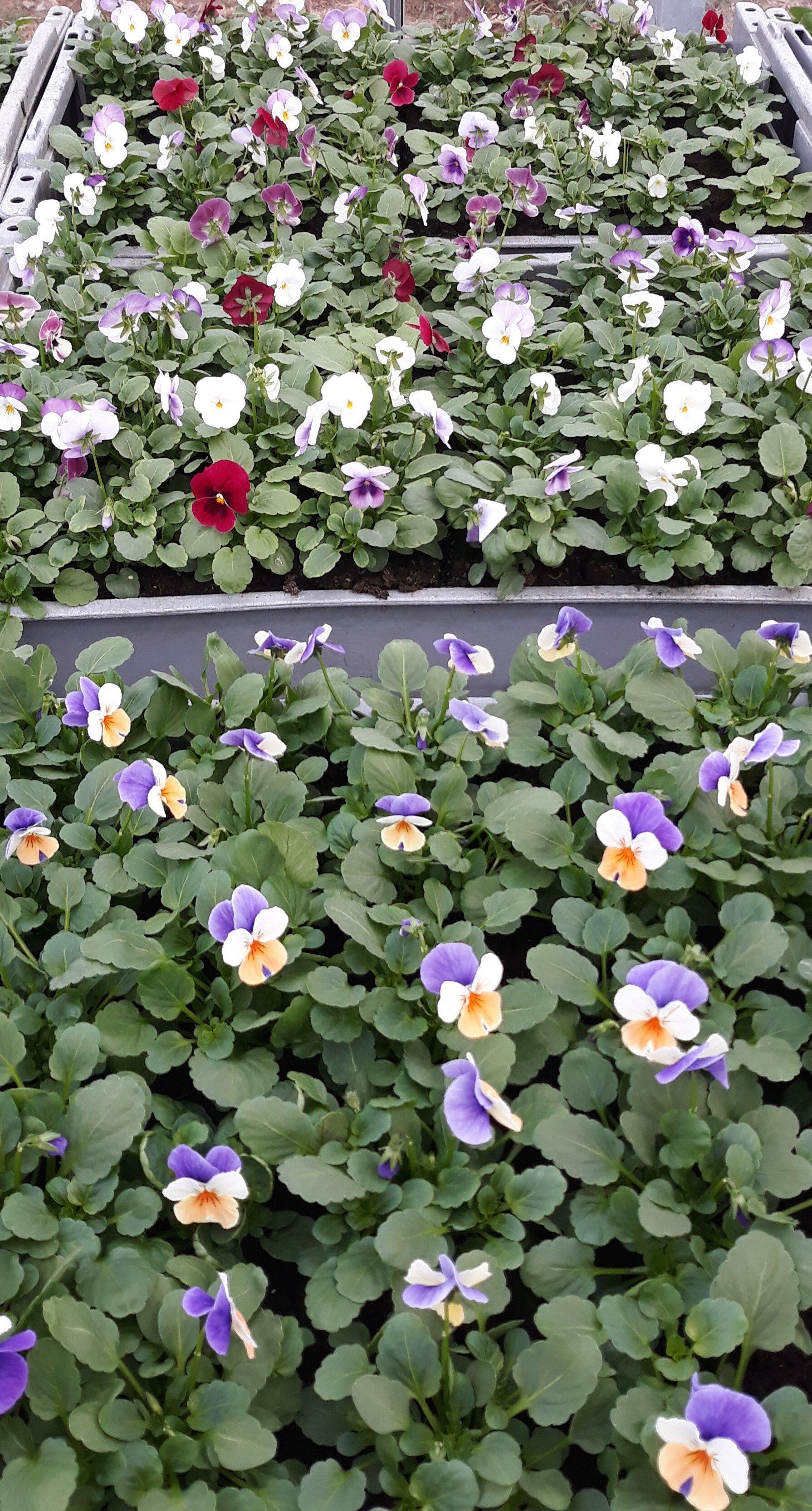 In einem Gewächshaus wächst ein Strauß Blumen.