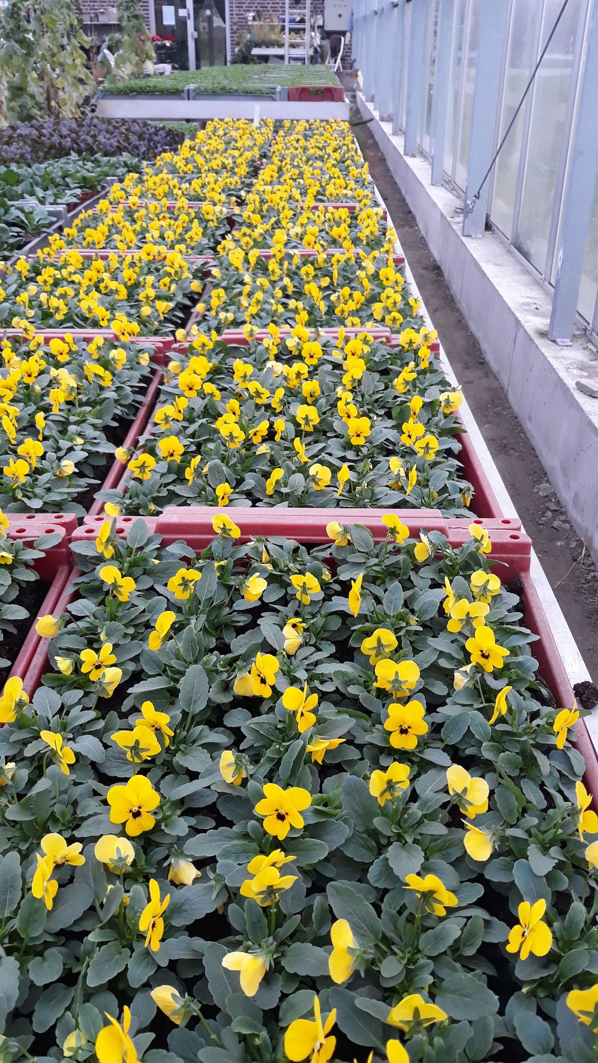 Ein Gewächshaus voller gelber Blumen.