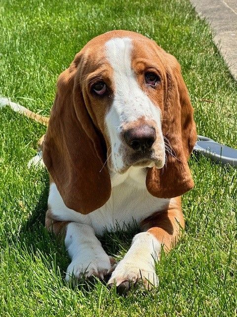 Angus is an 8 year old English Labrador Retriever owned by our Blairsville office manager, Karen Riggenbach.