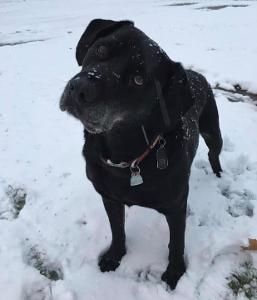 Angus is an 8 year old English Labrador Retriever owned by our Blairsville office manager, Karen Riggenbach.