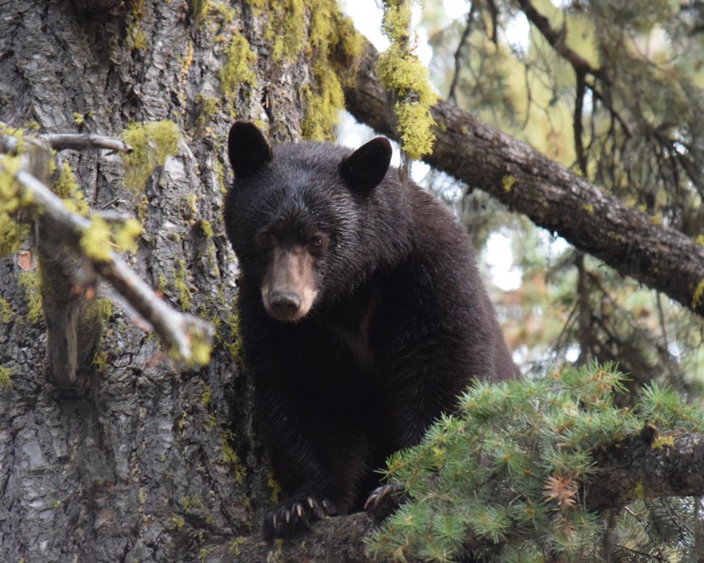 Black Bear Hunts
