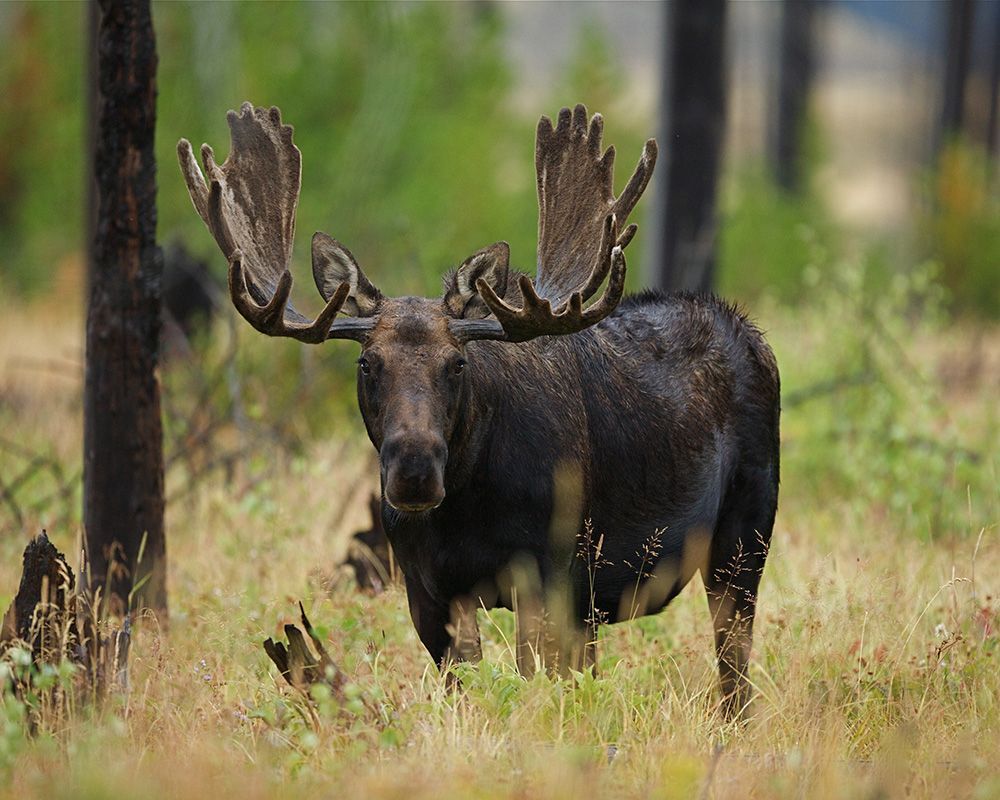 Moose Hunts