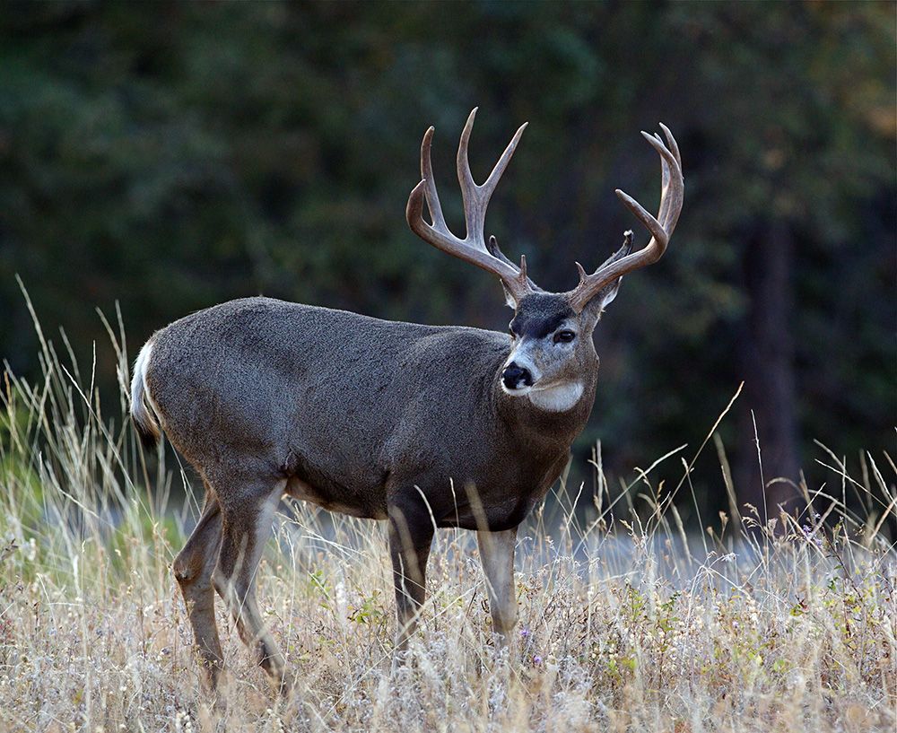 Mule Deer Hunts