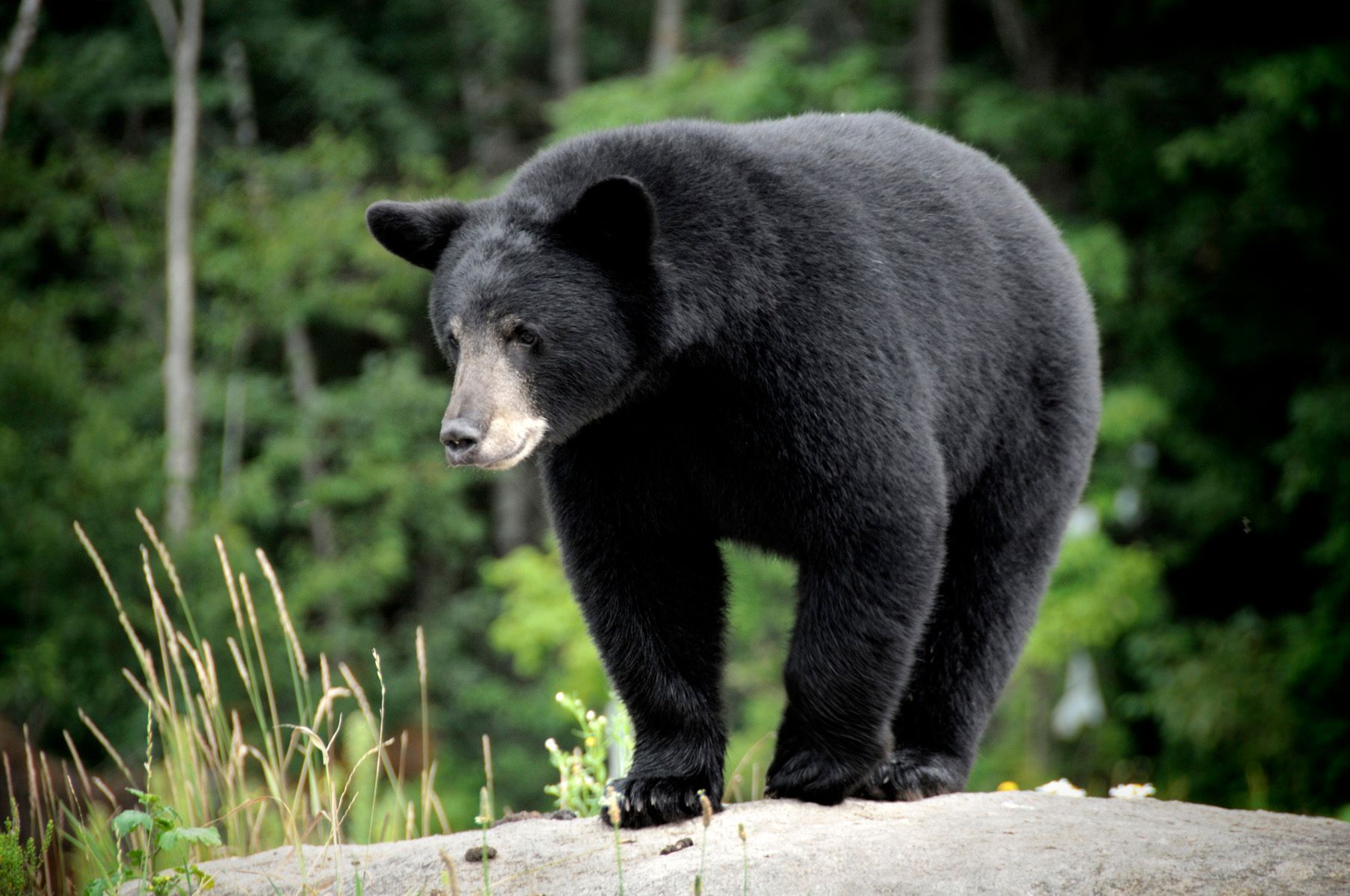 Black Bear Hunts
