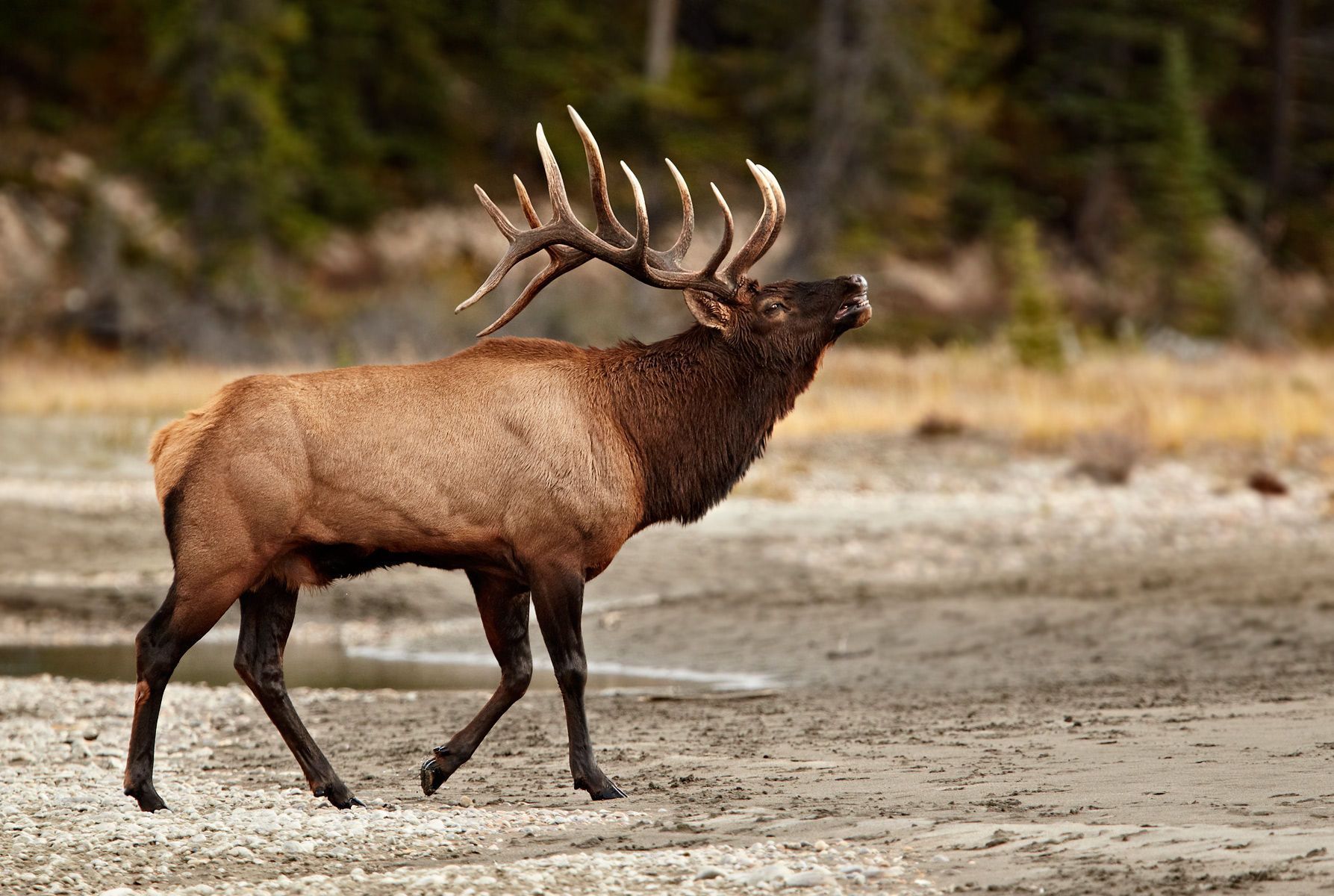 Elk Hunts