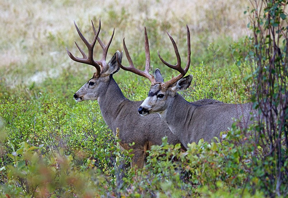 Mule Deer Hunts