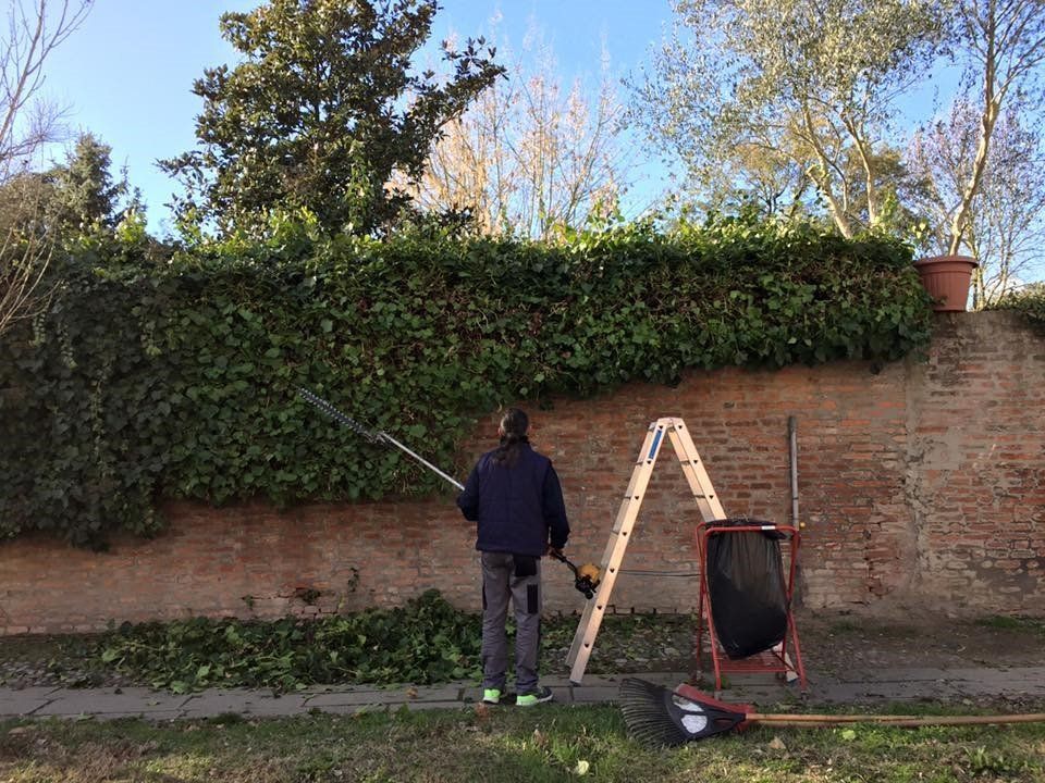 potatura siepe sul muro