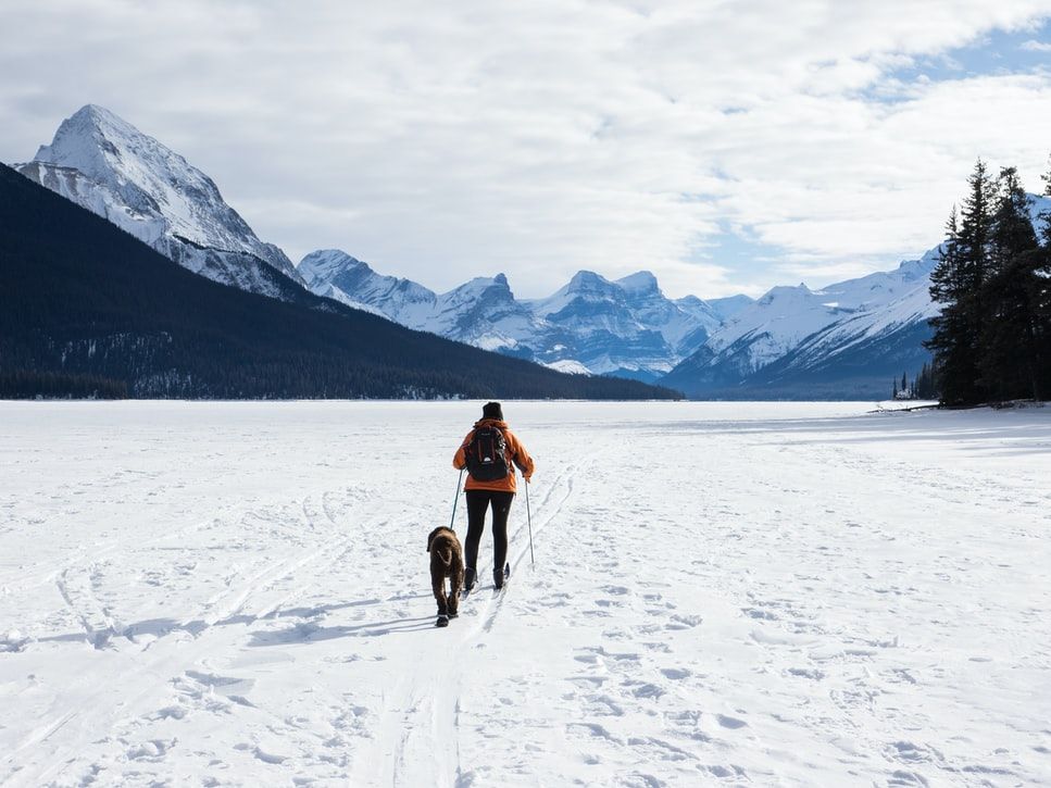 A person is walking a dog on skis in the snow.