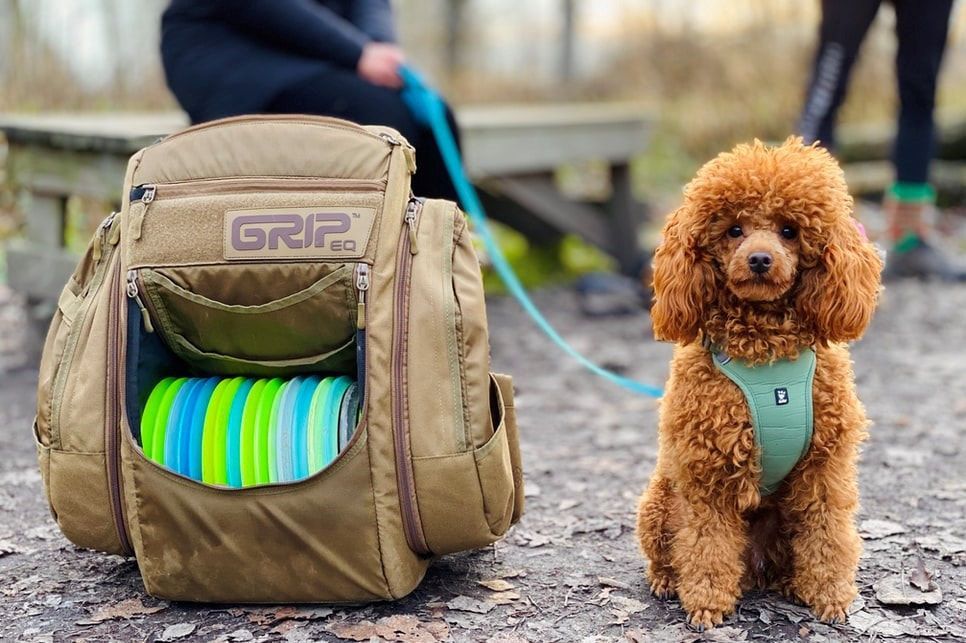 A small poodle is sitting next to a backpack filled with frisbees.