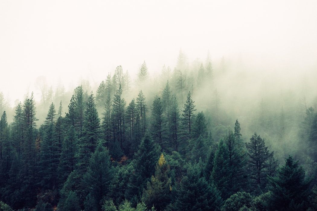 A foggy forest with trees covered in fog and a white background.