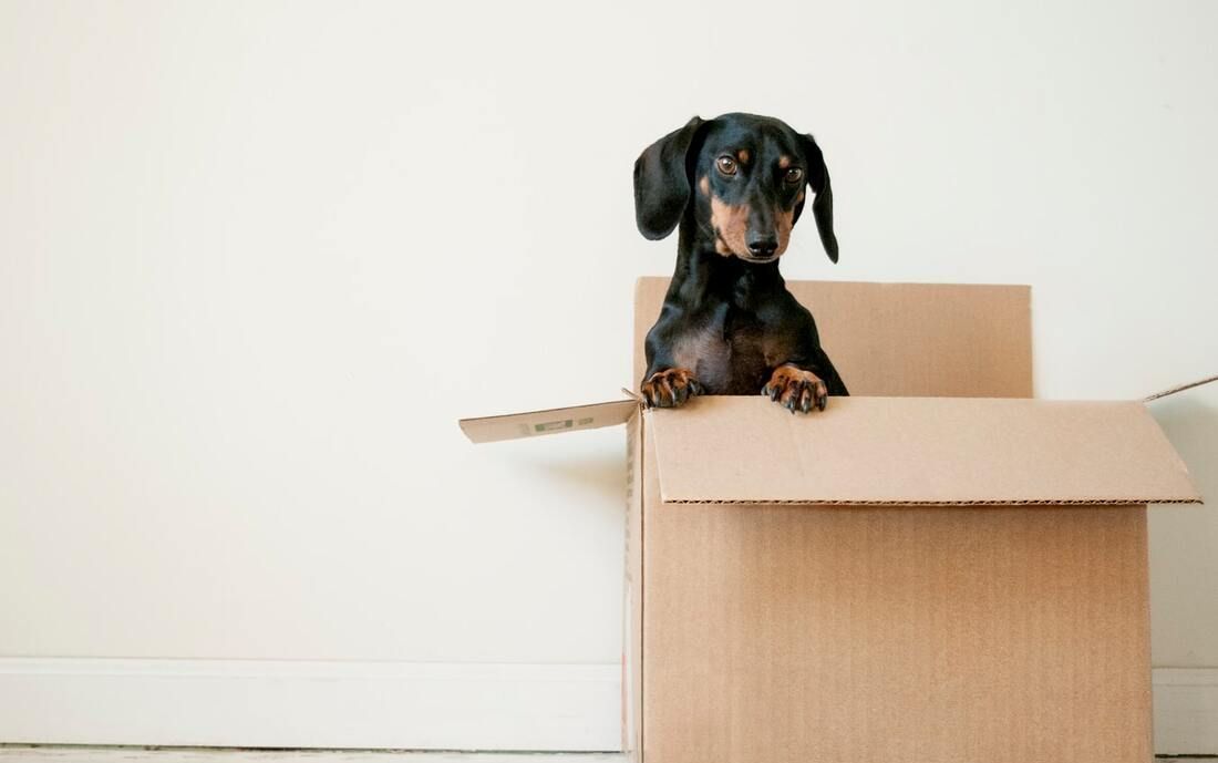 A dachshund puppy is sitting in a cardboard box.