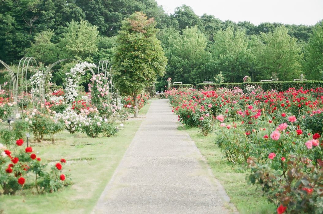 A path leading through a garden filled with lots of flowers and trees.